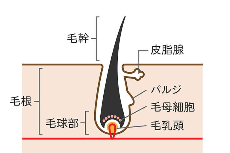 毛乳頭細胞培養方法 バイオの故里から